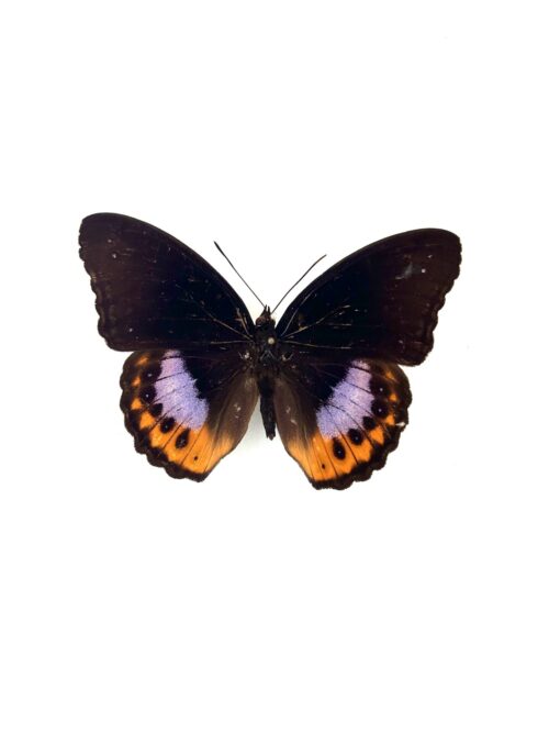 Papillon Hypolimnas Pandorus naturalisé, ailes noires et bleues, insecte tropical.