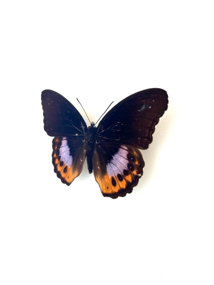 Papillon Hypolimnas Pandorus naturalisé, vue complète, ailes ouvertes.
