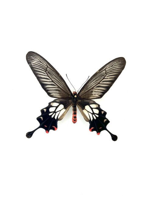 Papillon Losaria Coon naturalisé, ailes noires et rouges, insecte tropical rare.