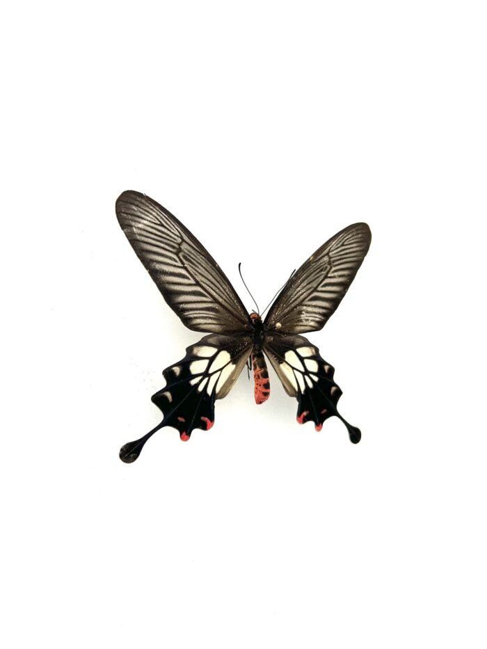 Détail macro des ailes du papillon Losaria Coon naturalisé.