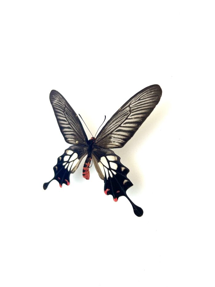 Papillon Losaria Coon naturalisé, vue complète, ailes ouvertes.