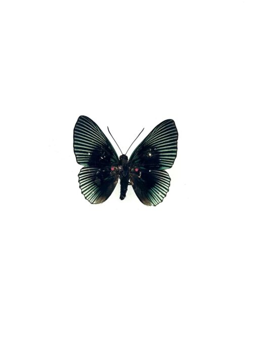 Papillon Lyropteryx Apollonia naturalisé, ailes iridescentes vertes et roses.