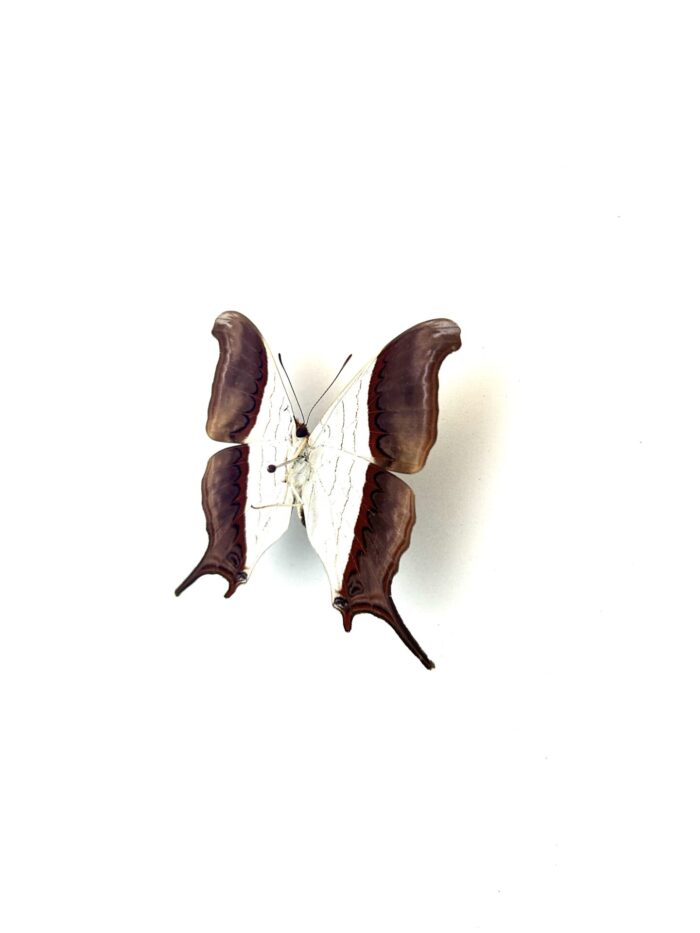 Papillon Marpesia Zerynthia naturalisé, vue complète.