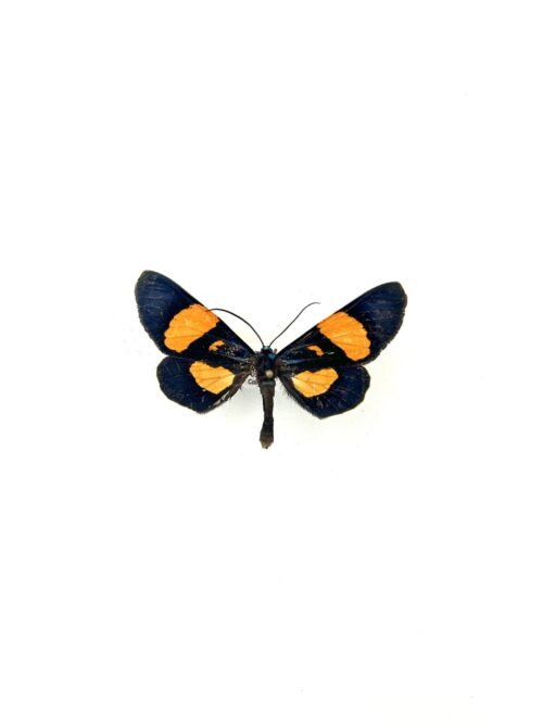 Papillon Milionia Celebensis naturalisé, ailes bleues et oranges, insecte d’Indonésie.