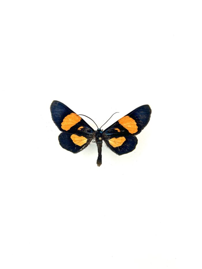 Papillon Milionia Celebensis naturalisé, ailes bleues et oranges, insecte d’Indonésie.