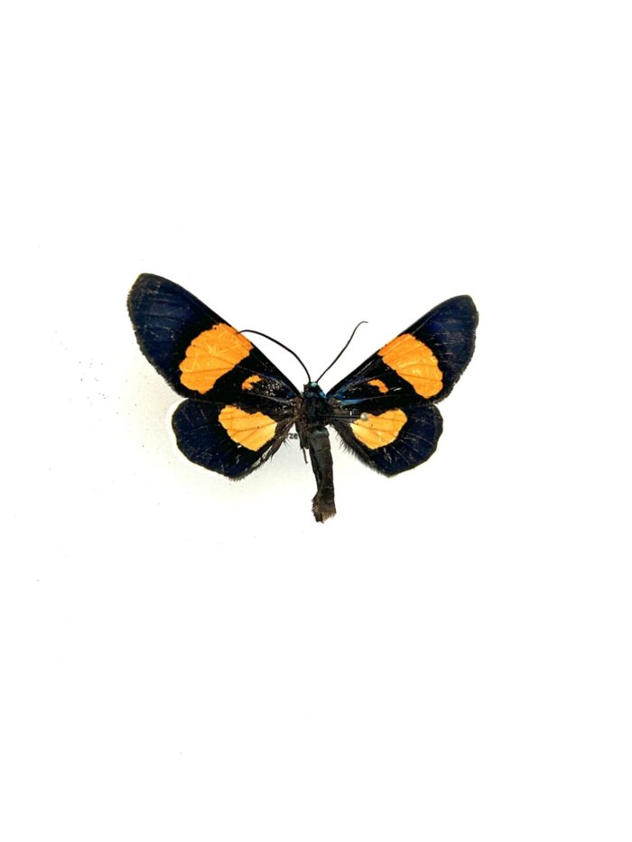 Détail macro des ailes du papillon Milionia Celebensis naturalisé.