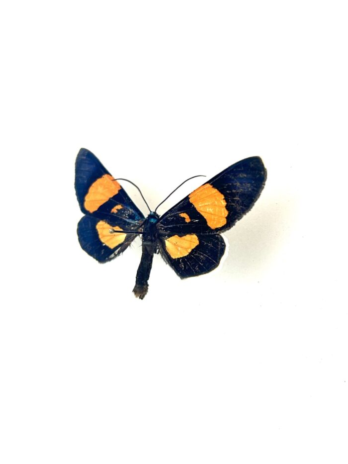 Papillon Milionia Celebensis naturalisé, vue complète, ailes déployées.