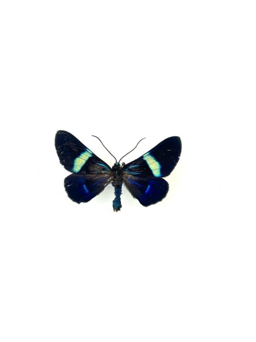 Papillon Milionia Drucei naturalisé, ailes bleues et noires, insecte tropical.