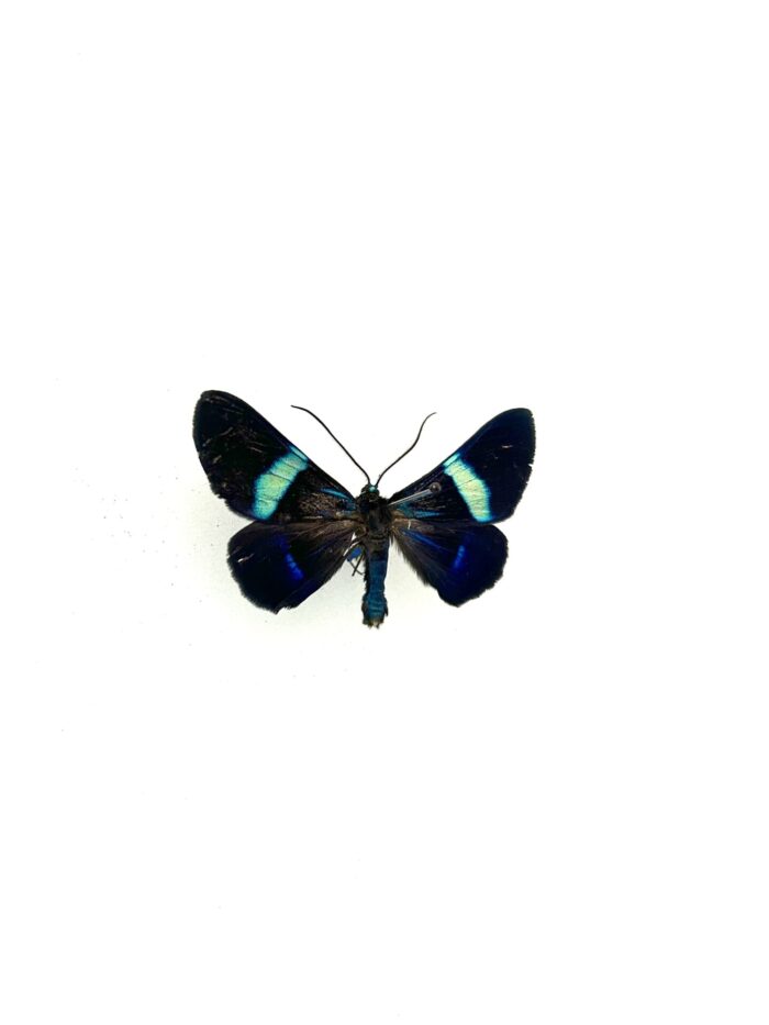 Détail macro du papillon Milionia Drucei naturalisé, reflets iridescents.