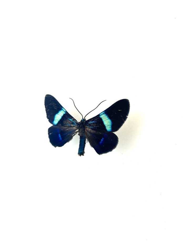 Papillon Milionia Drucei naturalisé, vue dorsale complète.