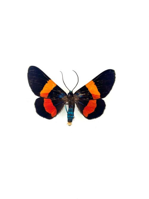 apillon Milionia Drucei naturalisé, ailes bleues et oranges, insecte tropical.