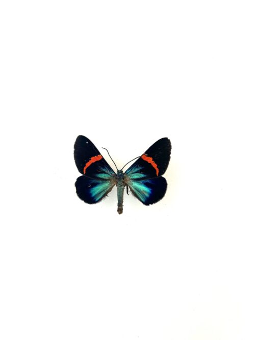 Papillon Milionia Stueningi naturalisé, ailes bleues et noires, papillon tropical.