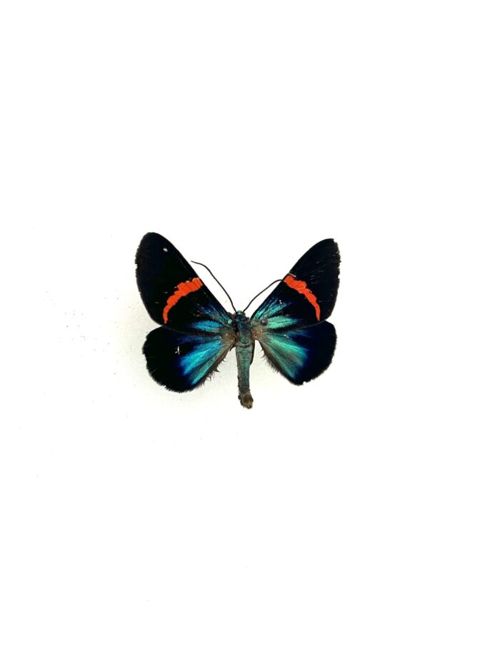 Détail macro du papillon Milionia Stueningi naturalisé, ailes bleues.