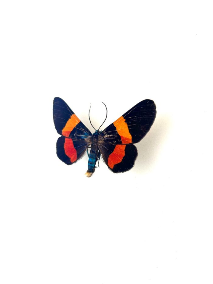 Papillon Milionia Drucei naturalisé, vue dorsale complète.