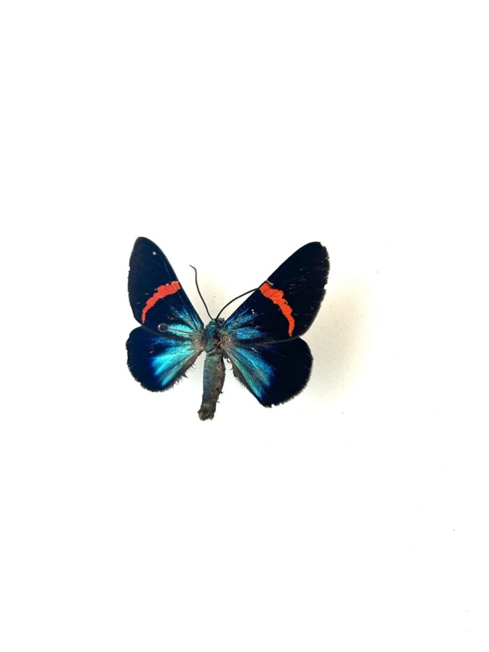 Papillon Milionia Stueningi naturalisé, vue complète, ailes déployées.