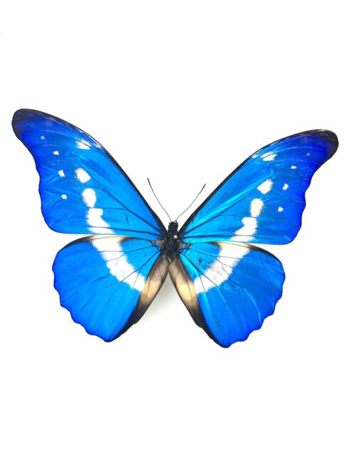 Papillon Morpho Rhetenor Cacica naturalisé, ailes bleues métalliques, insecte tropical.