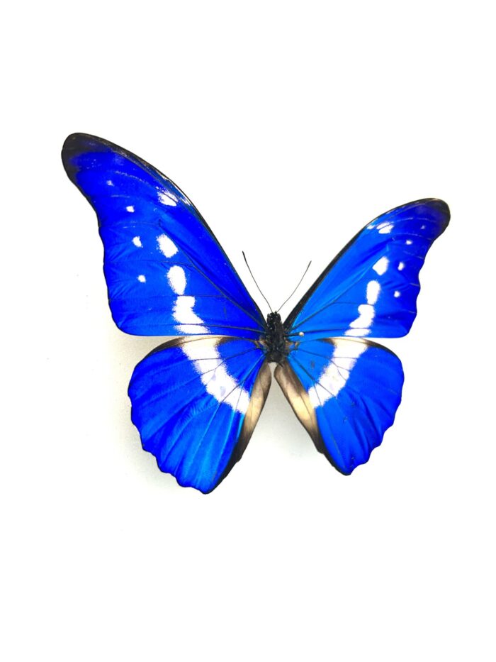 Détail macro du papillon Morpho Rhetenor Cacica naturalisé, reflets bleus.