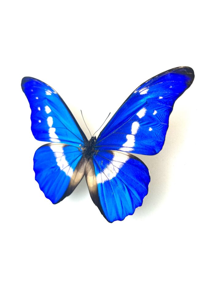 Morpho Rhetenor Cacica naturalisé, vue dorsale complète, papillon bleu.