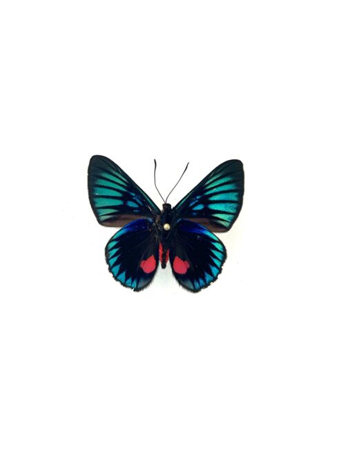 Papillon Necyria Bellona naturalisé, ailes bleues et rouges, insecte tropical.