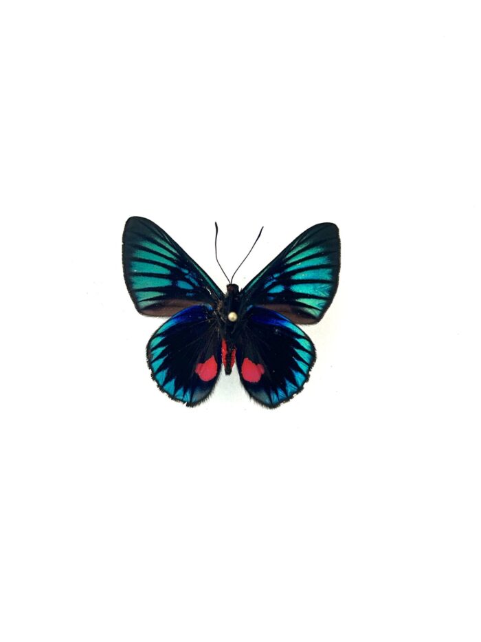 Papillon Necyria Bellona naturalisé, ailes bleues et rouges, insecte tropical.