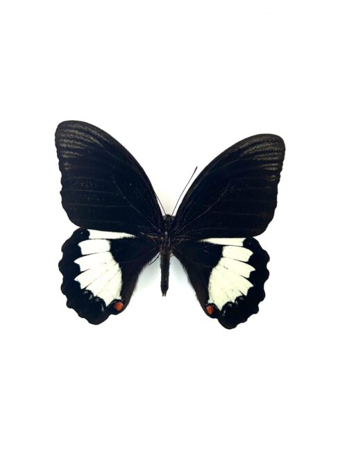Papillon Papilio Aegeus naturalisé, ailes noires et blanches, insecte tropical.