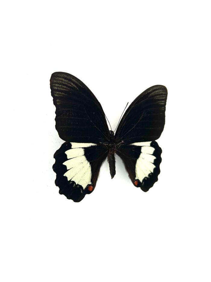Détail macro du Papilio Aegeus naturalisé, contrastes noirs et blancs.
