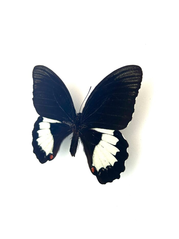 Papillon Papilio Aegeus naturalisé, vue complète, papillon tropical.