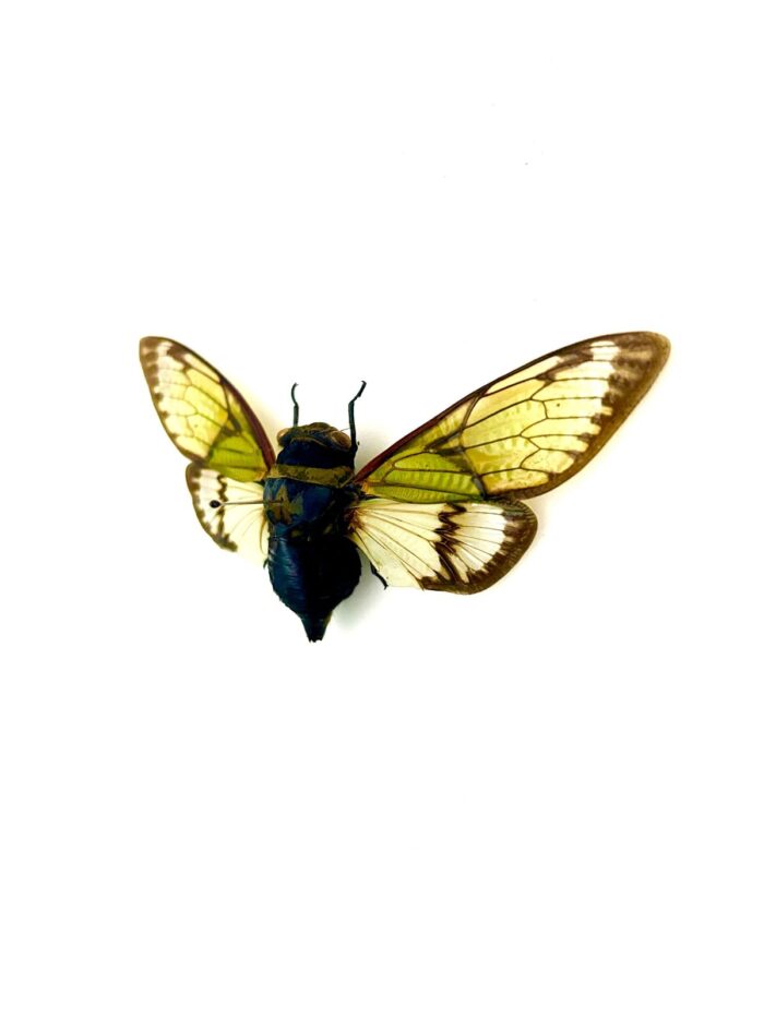 Cigale Salvazana Mirabilis insecte exotique naturalisé rare d’Asie