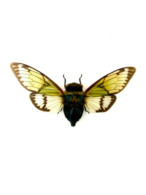 Salvazana Mirabilis cigale verte et or naturalisée d’Asie tropicale