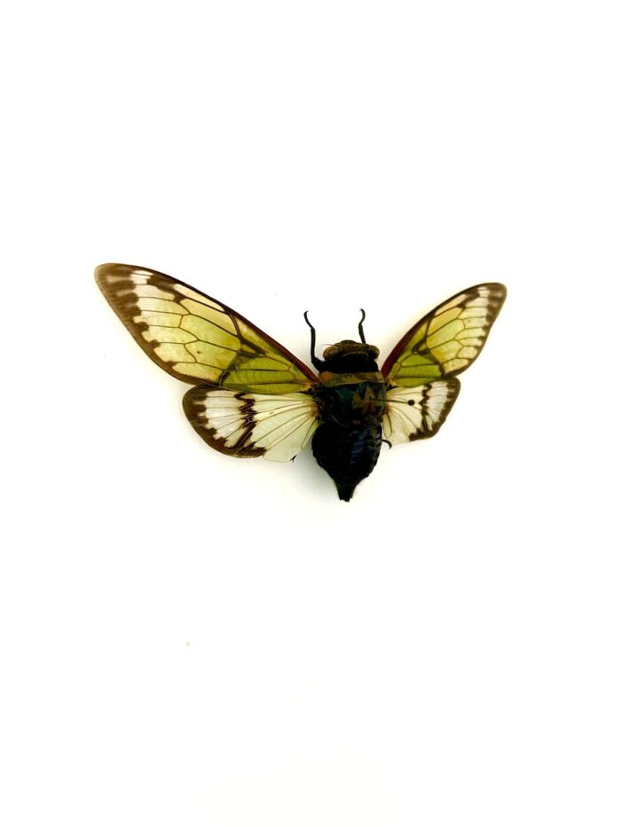 Spécimen rare Salvazana Mirabilis cigale tropicale naturalisée pour curiosité