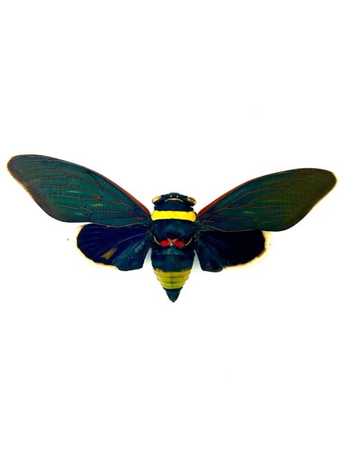 Tacua Speciosa cigale géante naturalisée noire et jaune avec nervures rouges