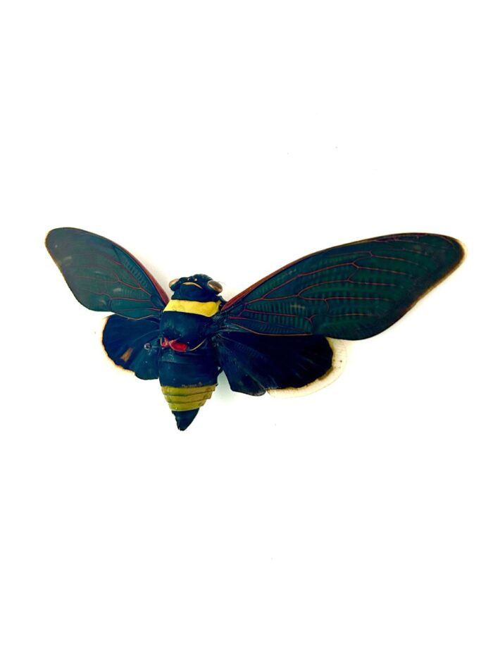 Insecte géant Tacua Speciosa cigale noire et jaune naturalisée avec nervures rouges