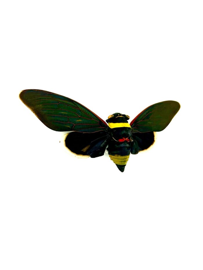 Cigale Tacua Speciosa tropicale noire et jaune naturalisée d’Asie