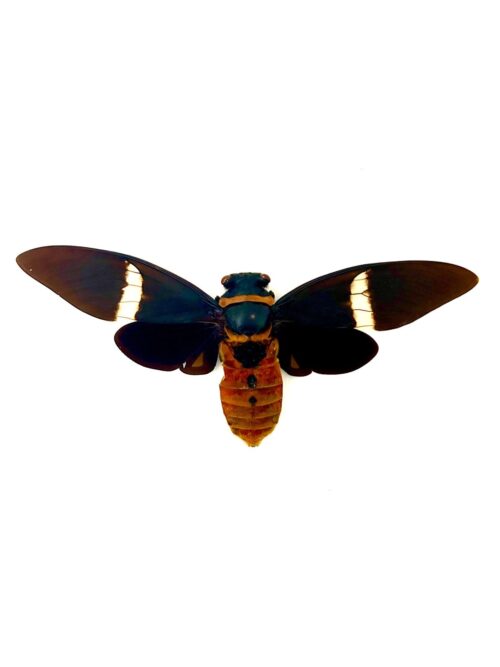 Tosena Albata cigale tropicale noire et blanche naturalisée d’Asie