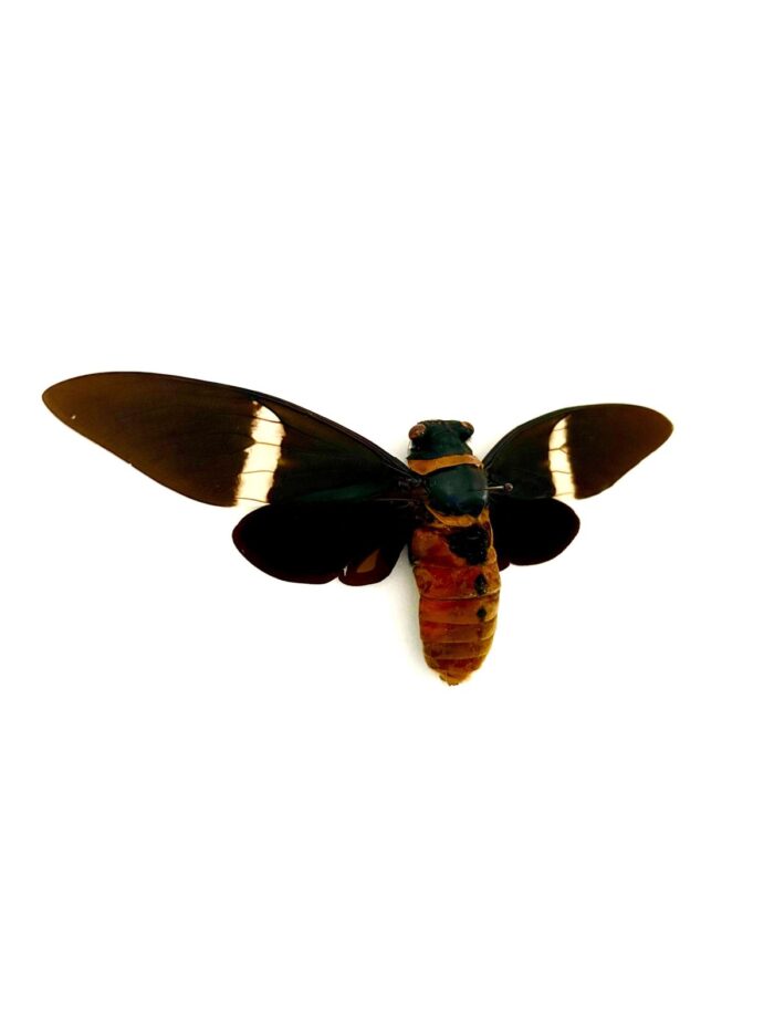 Cigale Tosena Albata insecte tropical noir et blanc naturalisé rare