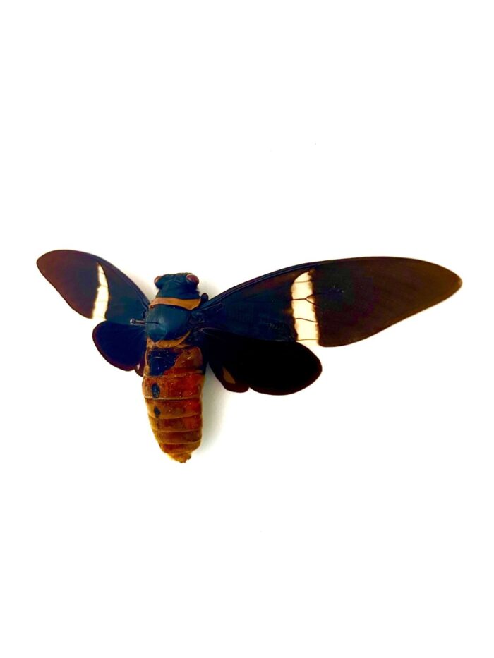 Insecte tropical Tosena Albata cigale noire et blanche naturalisée d’Asie