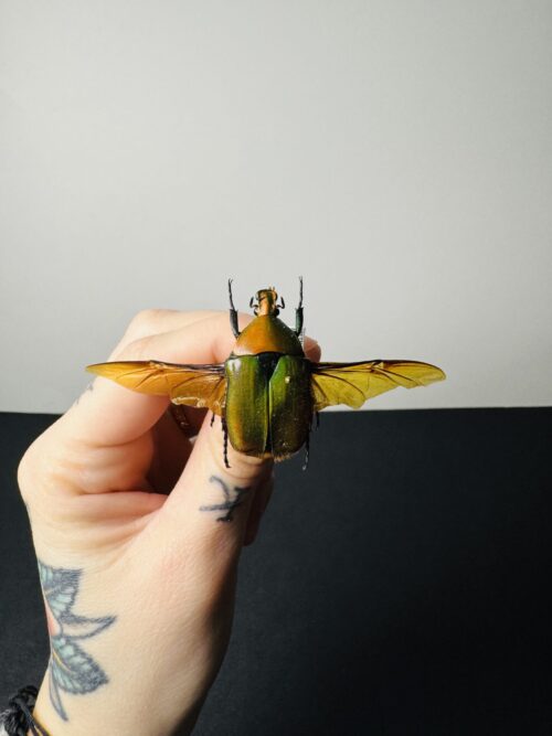 Torynorrhina Scutellata