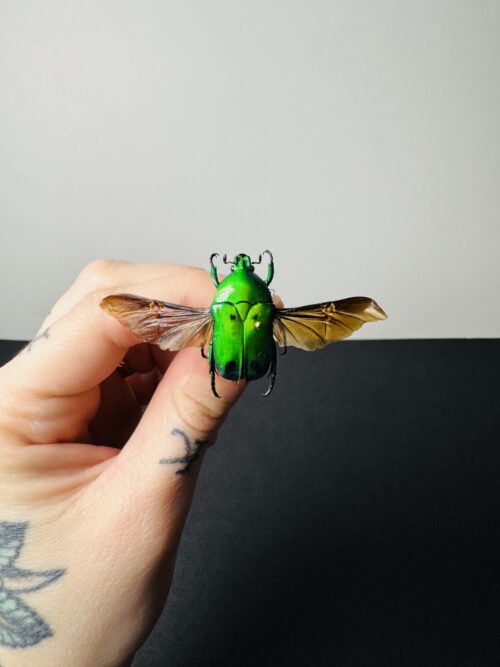 Heterorhina Sexmaculata