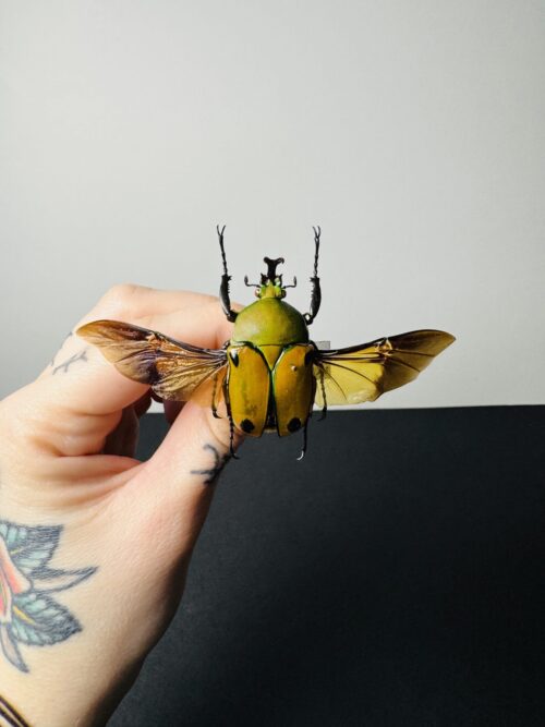 Eudicella Tetraspilota