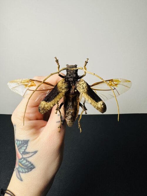 Petrognata Gigas ailes étalées