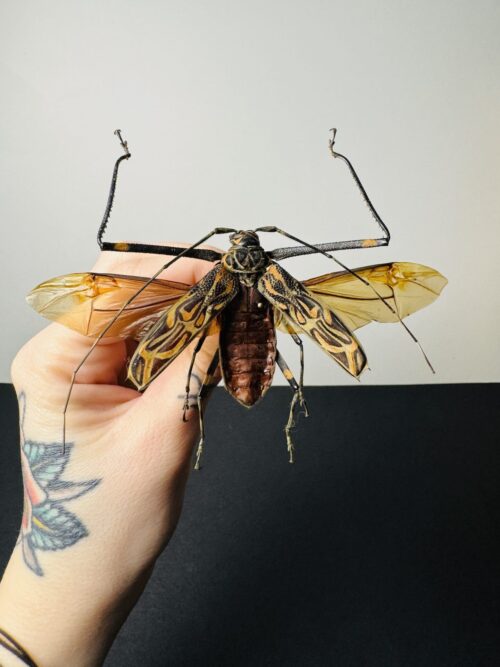 Acrocimus Longimanus ailes étalées