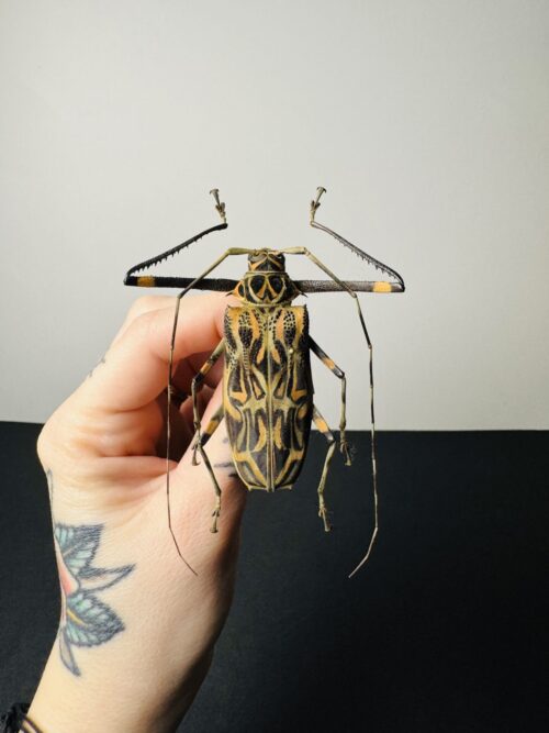 Acrocimus Longimanus