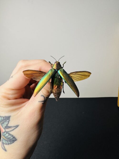 Chrysochroa Fulminans