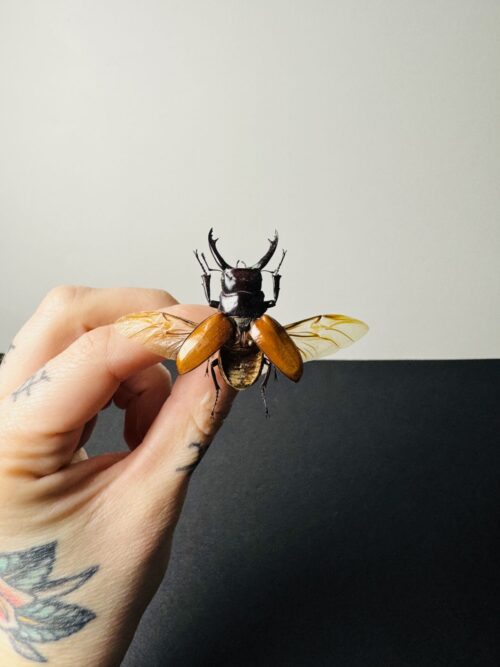 Odontolabis Sarasinorum