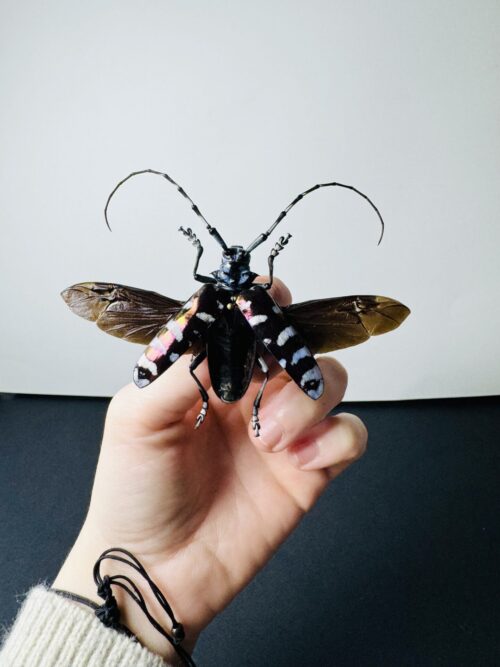 Anoplophora fruhstorferi – Longicorne exotique naturalisé