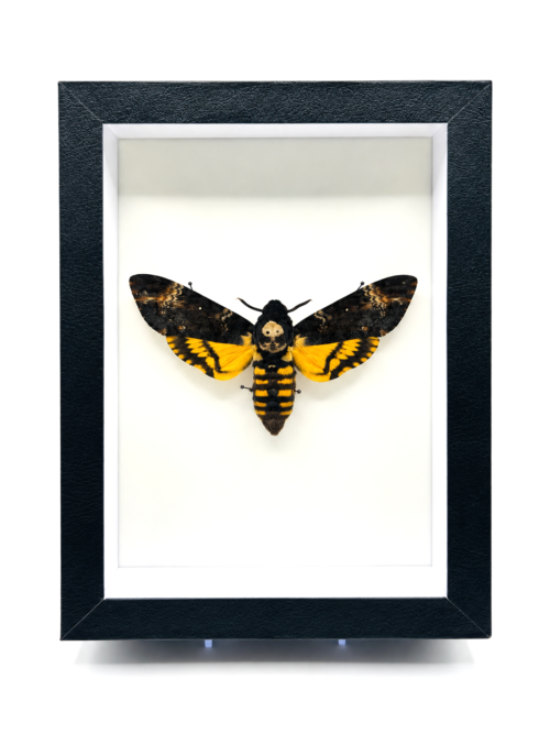Acherontia Atropos Sphinx tête-de-mort naturalisé en cadre noir 18x13 cm