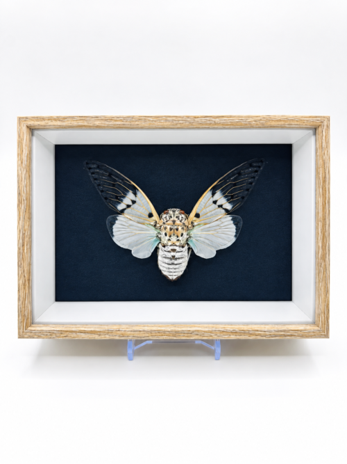 Ayuthia Spectabile naturalisée dans un cadre en bois 17x13 cm