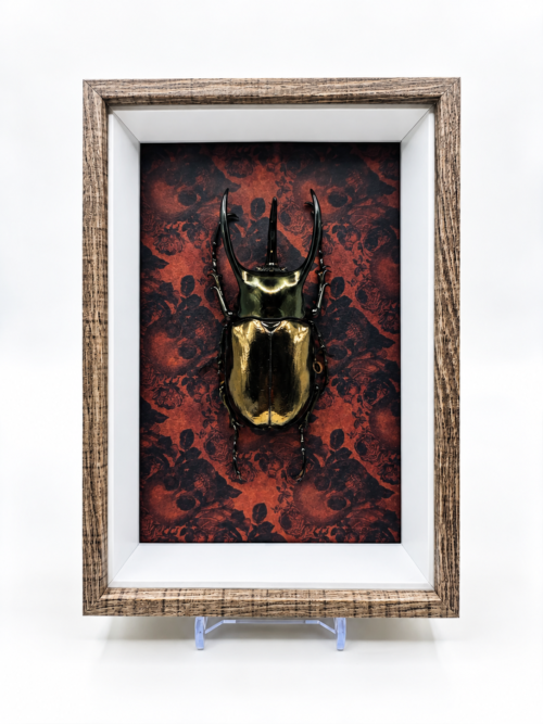 Chalcosoma Atlas naturalisé dans un cadre en bois sur fond rouge
