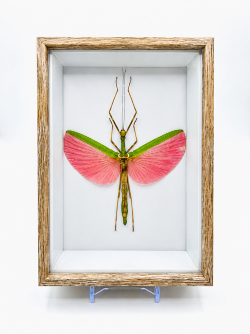 Phasme ailé rose et vert naturalisé pour cabinet de curiosités