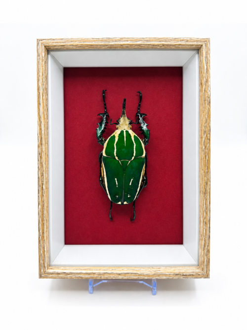 Mecynorrhina Torquata mâle naturalisé dans un cadre en bois